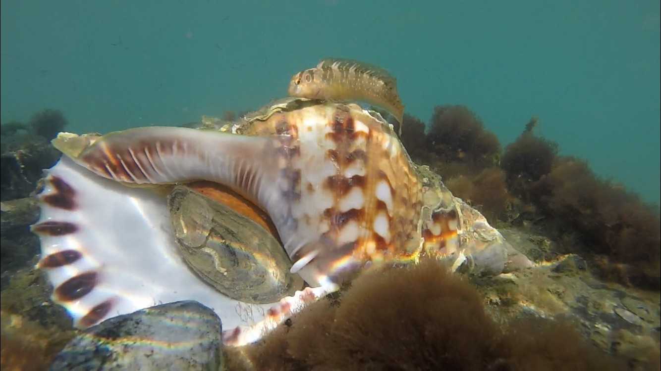 Straordinario rinvenimento a Ostia di Charonia lampas, il tritone del Mediterraneo